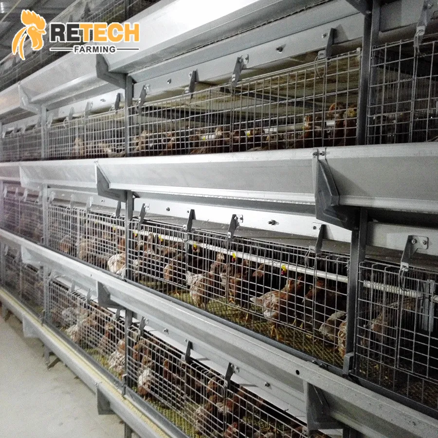 Fully Automatic H Type 1 Day Old Baby Layer Chicks Chicken Cage for Laying Hens