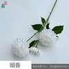 Dark Fragrance Y White