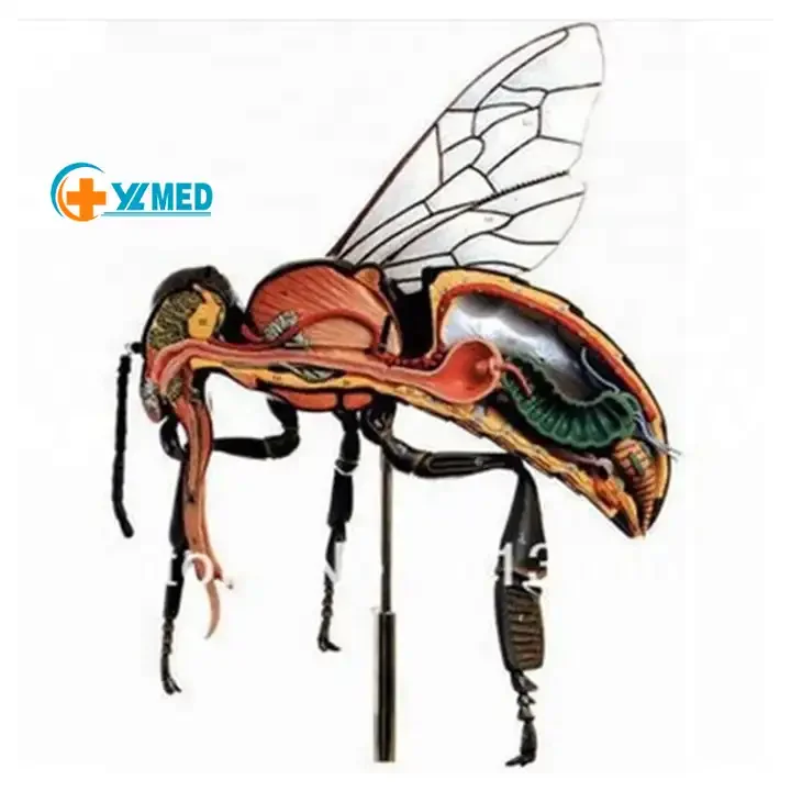 Bee Anatomical Model - Educational Resource for Children