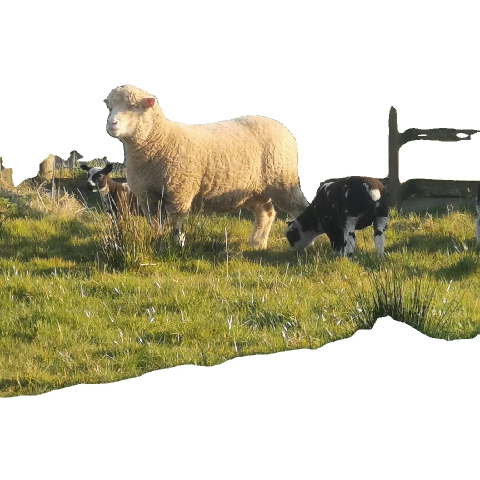 山羊冷冻羊肉 Buy 波斯羊肉 卡拉库尔羊肉清真羊肉羊肉肉质清真羊肉冷冻羊肉羊肉尾脂 羊肝食品 饮料 Gt 肉类及家禽 Gt 羊肉羊 排冻山羊肉清真冷冻羊肉awassi羊product On Alibaba Com