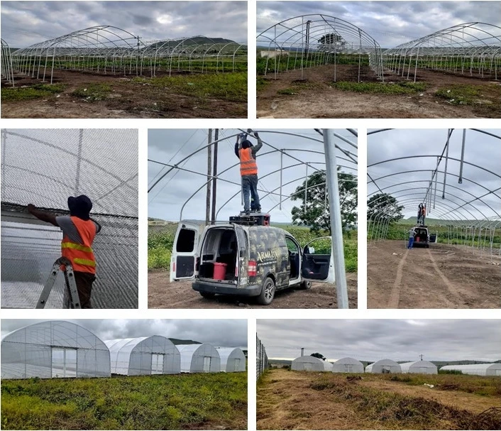 Small High Tunnel Greenhouse Low Cost Film Greenhouse For Tomato