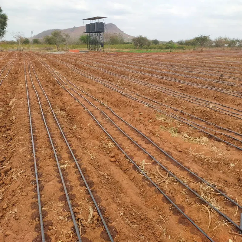 1 BED 3 LINES  Double Holes 20cm Space Drip Tape Irrigation Agriculture Drip Irrigation System Kit for 1 Hectare Onion Drip Pipe