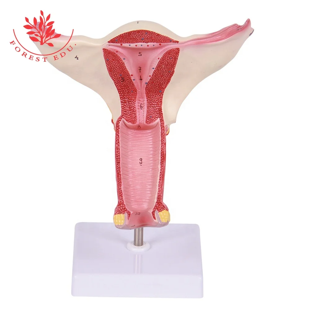 医学科学女性膣解剖模型解剖学工場価格高品質医療教育生物学的子宮模型