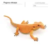 Pogona vitticeps
