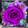 Pourpre
