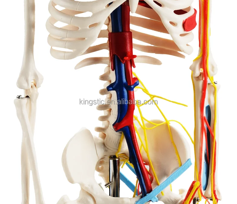 CBM-001E 85cm Human Skeleton with Nerves and Blood Vessels