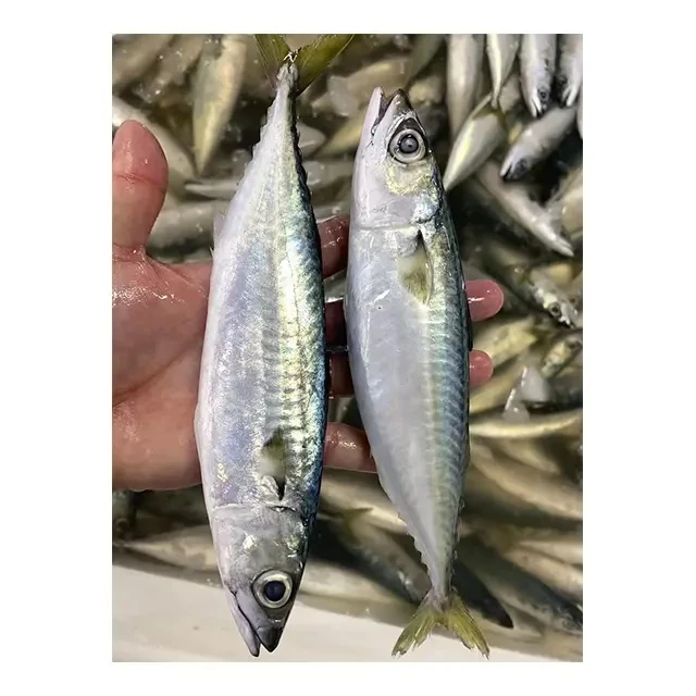Frozen Pacific Mackerel Fish Whole Round 300500g 400600g Big Size For