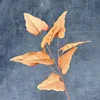 Orange feuille de calla
