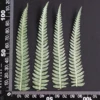 MH688 Fougère du Yunnan 10-15cm vert 12pcs