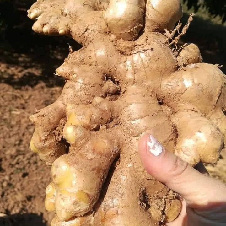 优质新鲜越南生姜 黄皮 越南21 Buy 生姜生姜姜罐 生姜生姜价格姜根 姜jar导出生姜product On Alibaba Com