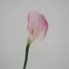 ดอกคาลล่าลิลลี่เล็ก - สีชมพูอ่อน