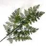 Dark-colored Podocarpus macrocarpus.