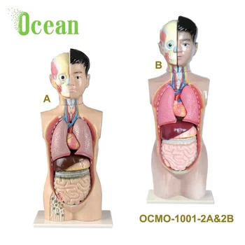 High quality Medial Classic unisex Human torso model 65-70CM
