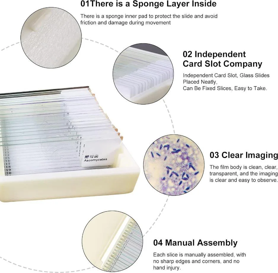 100pcs Prepared Microscope Slides Set Human Histology Prepared Slides