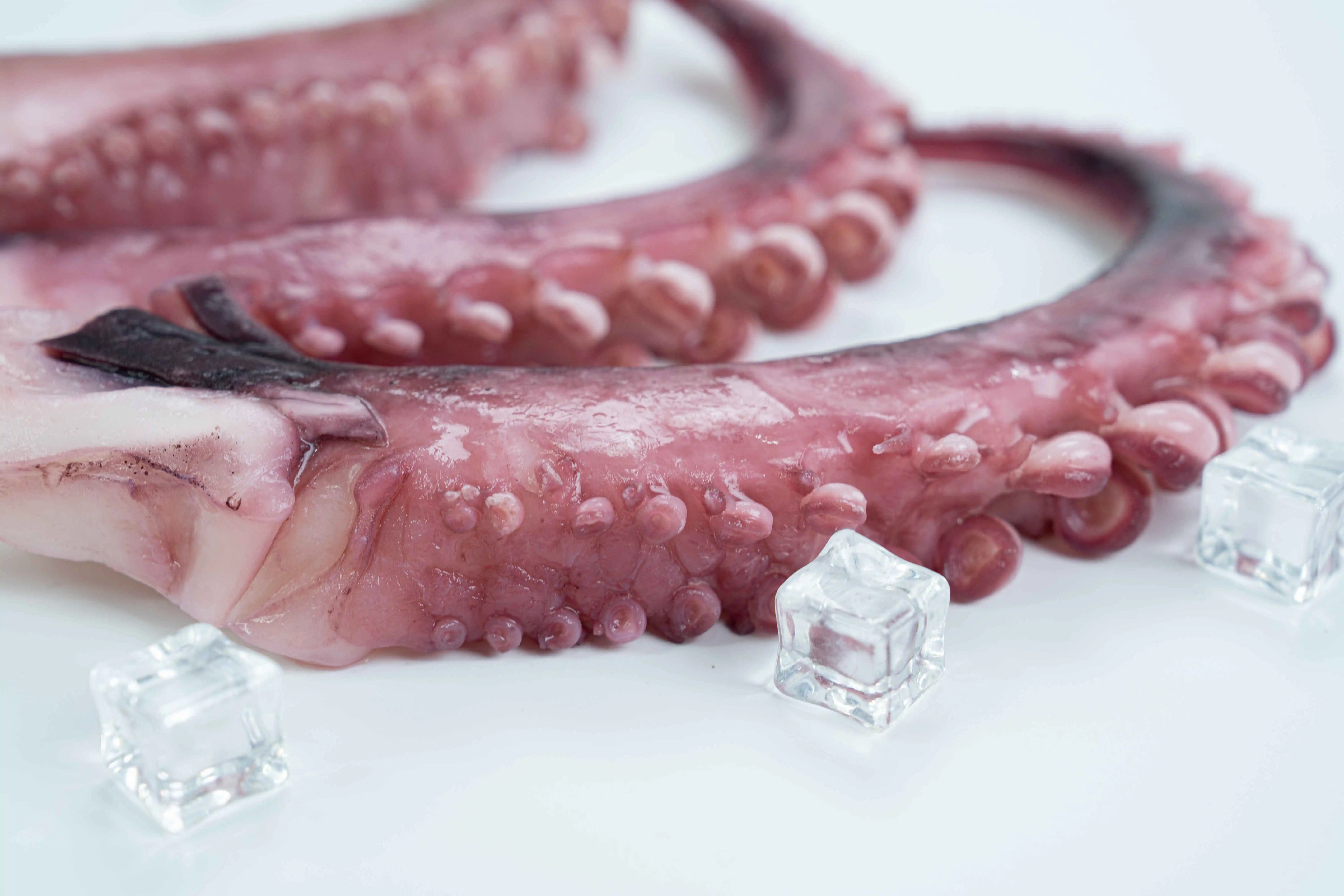 Hot Sale Iqf Frozen Squid Sexual Organ Tips Various Parts Including Tentacle Ring Flower Salt