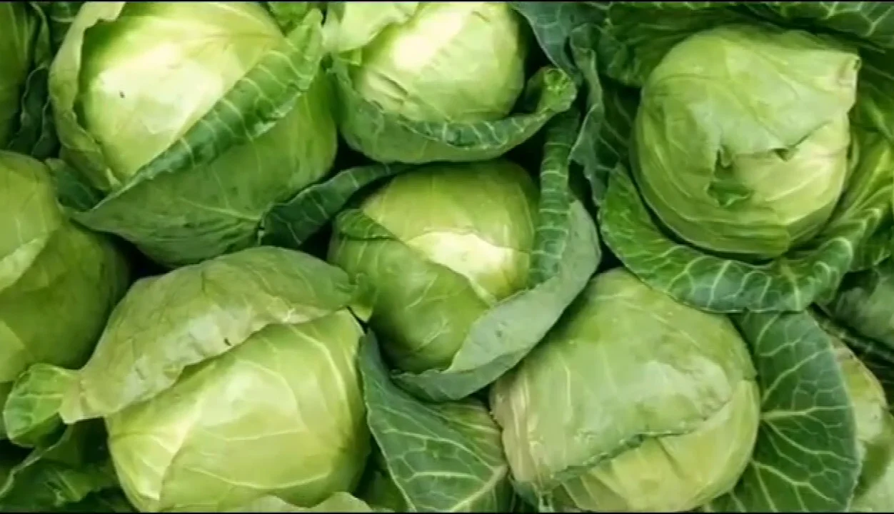 wholesale export standard fresh purple cabbage price red cabbage