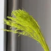 สีเขียวอ่อน