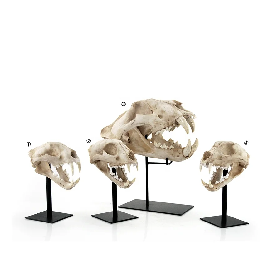 Antique 3D resin animal skull head decor Dinosaur Skull Head Model Home Decoration