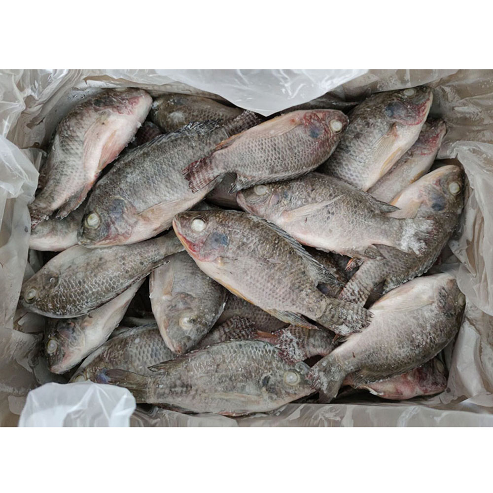 Farm Fish Whole Round Black Tilapia Fish Frozen Tilapia Best Frozen