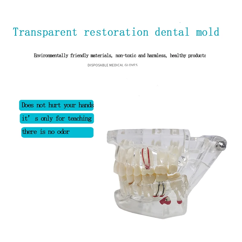 Прозрачная модель зубов для коррекции полости рта съемный имплантат дисплей ногтей обучающая