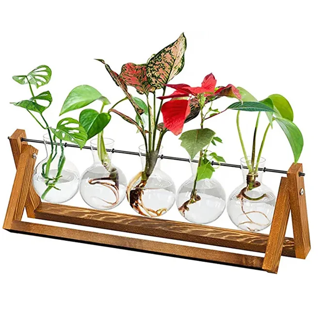 anthurium and black cinders NSE Anthurium carlablackiae X NSE Anthurium dressleri ONE-LEAF Seedlin –  greenhues main image 0