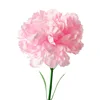 Rosa claro