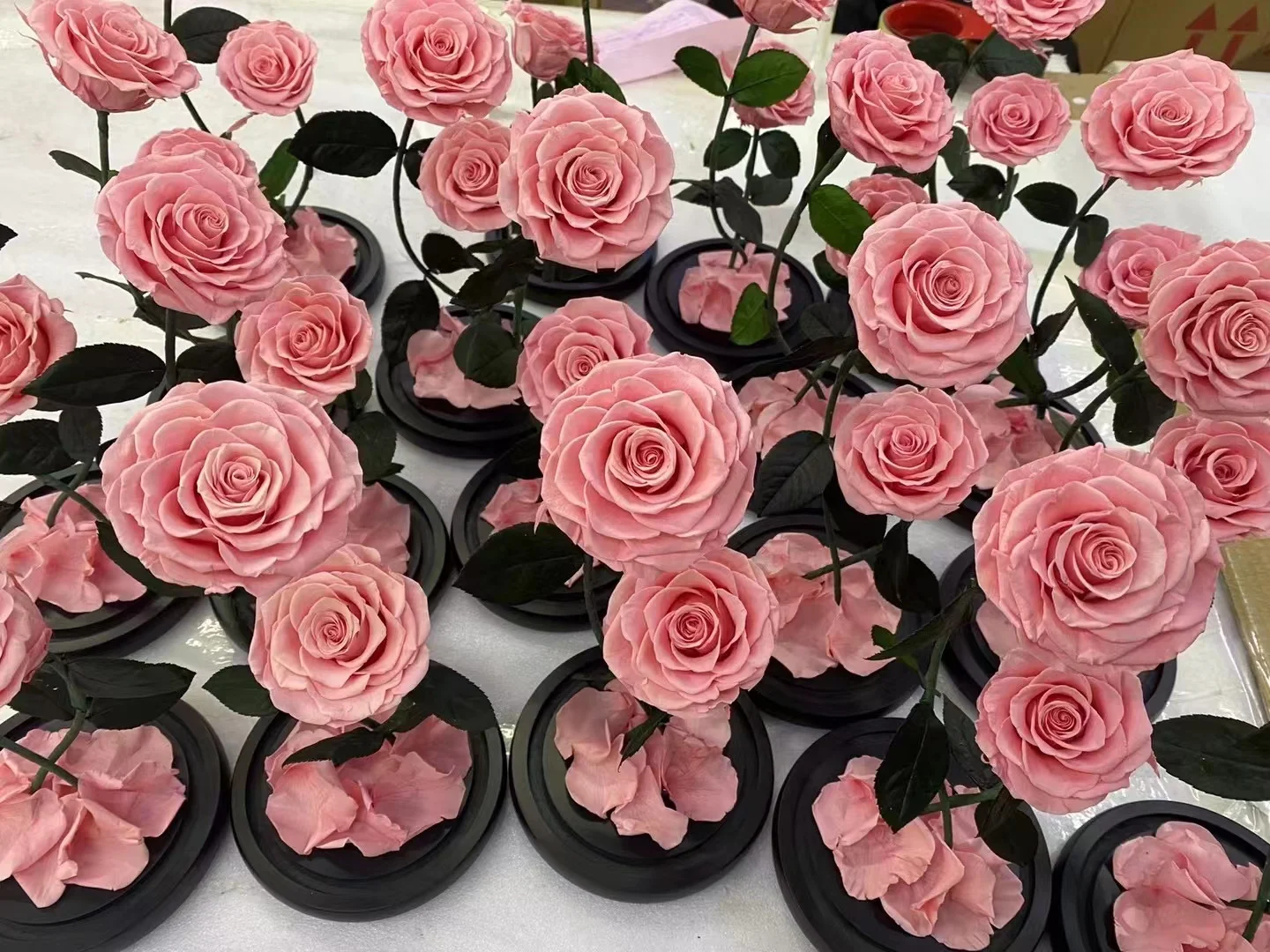 Fresh B Grade Good Quality China Real Natural Everlating Forever