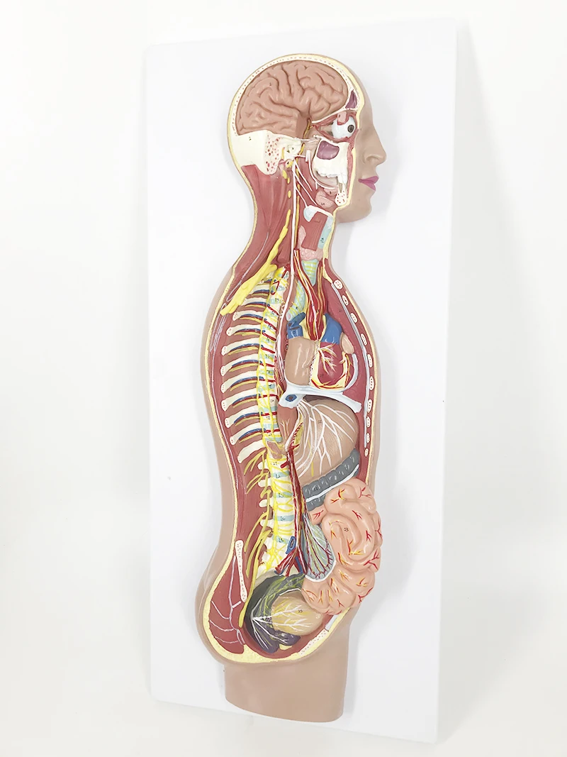EVOTECH SCIENTIFIC Human Cranial Nerves Model - Life Size Anatomy Display With Stand