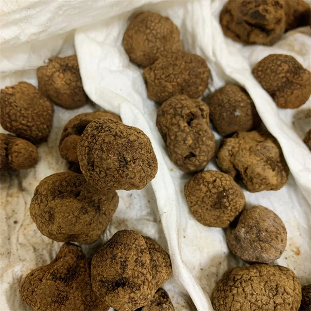 Материал материала для жира в трюфеле Размер 5-8 см свежий