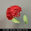 ไฮเดรนเยียหัวเดียว