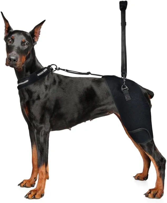 Dog Hip Support Brace For Hip Dysplasia Hip Joint Pain Low Back Pain Weakness Relieve Pain