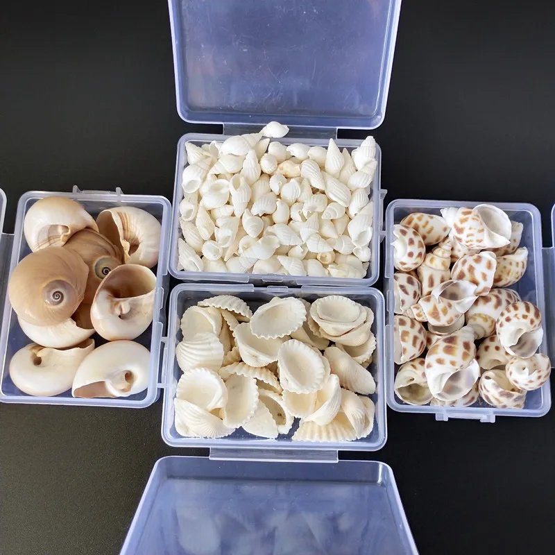 Natural Shell 1-3cm Plastic Box Packing Conch Shells Mini Corn Screw Wall Decoration DIY Aquarium Landscape Seashells Starfish