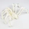 Araignée blanche de 24 cm