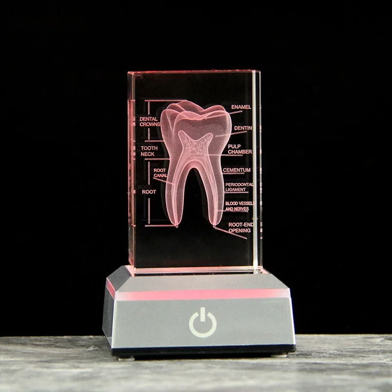 3D Crystal Teeth Engraved Cube Anatomy Model - Ideal Souvenir for