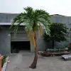 Curved Trunk Coconut Tree