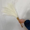 blanc laiteux