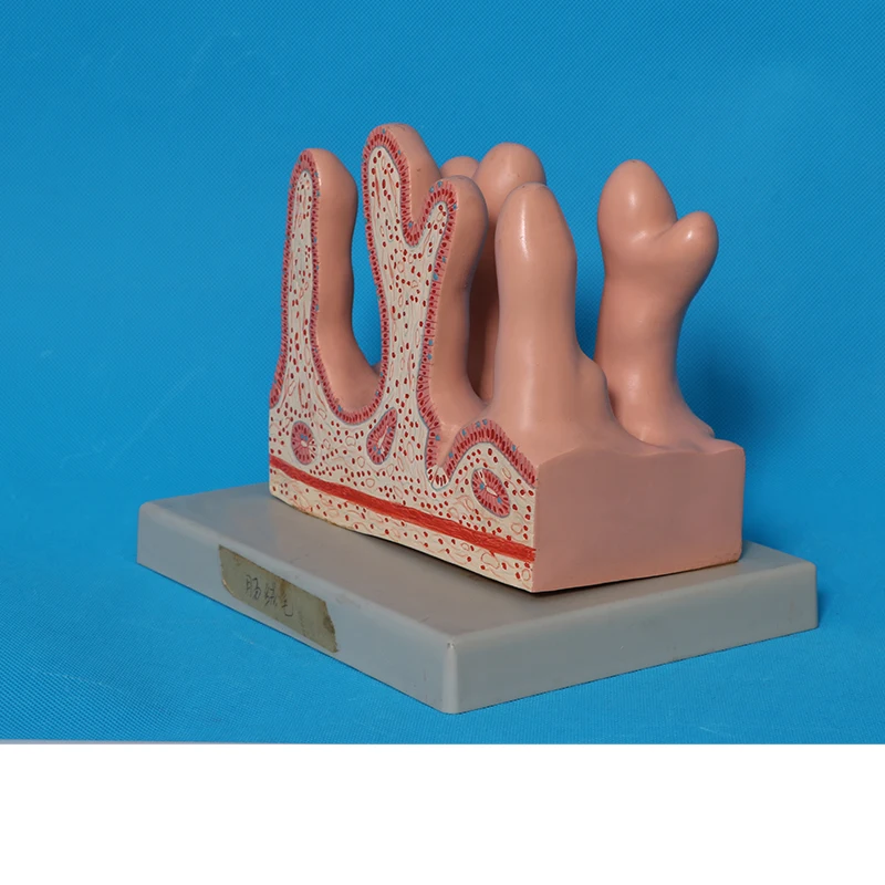 Human Skeletal Anatomy Model Large Intestine Villus Model - Buy Large ...