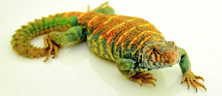 10.0 UVB лампы Т8 люминесцентные рептилия