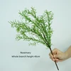 Rosemary