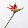 Piccolo-arancione