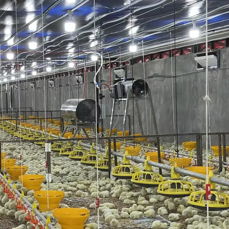Turnkey Solution Automatic Broiler Breeder Layer Chicken Poultry Floor Cage Farming Raising Growing Equipment Machine System