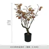 Autumn Colors Money Tree - 60cm