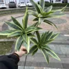 3 fork lily bamboo yellow green