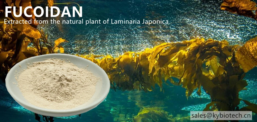 Seaweed With Natural Laminaria Extracts Fucoidan Supplement For ...