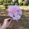 8# rosa