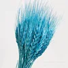 gh-001-sky blue-50 stems