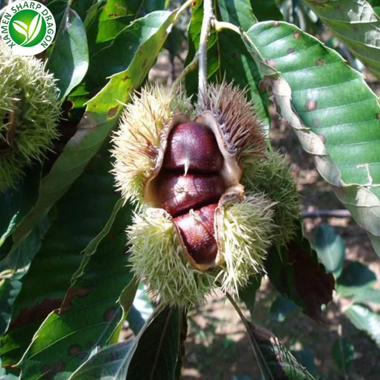 Frozen Iqf Fresh Peeled Chestnuts For Sale Wholesale Bulk Chinese China