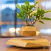 Grano de madera