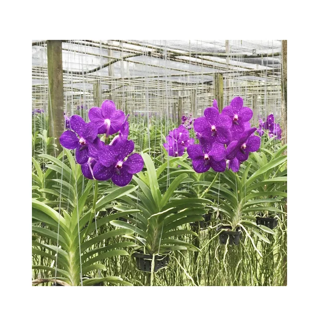 Thai Vanda Orchids Plants Patchara Delight Blue ベストプライスお試しください Buy バンダ蘭 バンダ バンダ蘭植物 Product On Alibaba Com