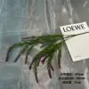 Ssx lavender